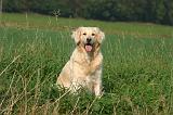 GOLDEN RETRIEVER 1078